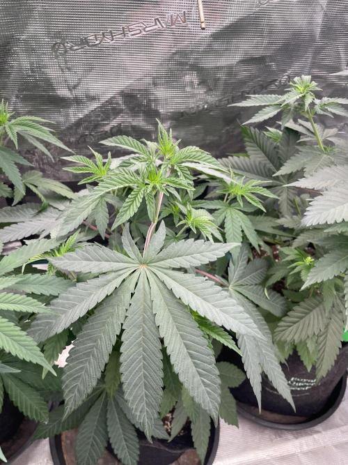 Gary Sherbet. Week 5