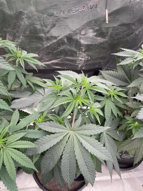 Gary Sherbet. Week 5
