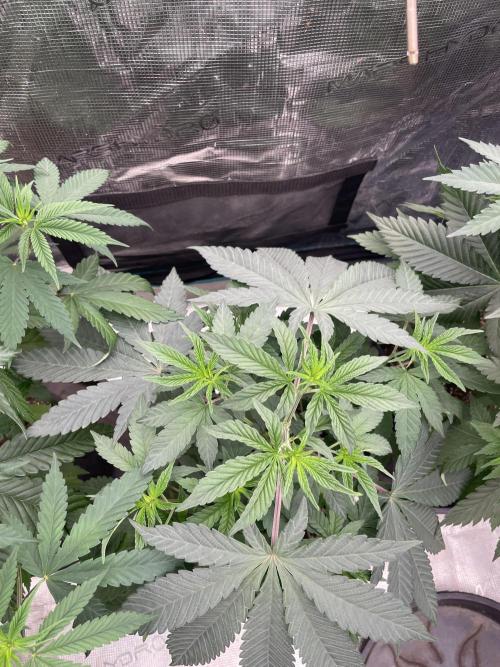 Gary Sherbet. Week 5