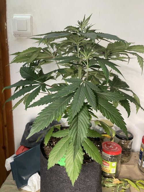 Golosa. Week 5