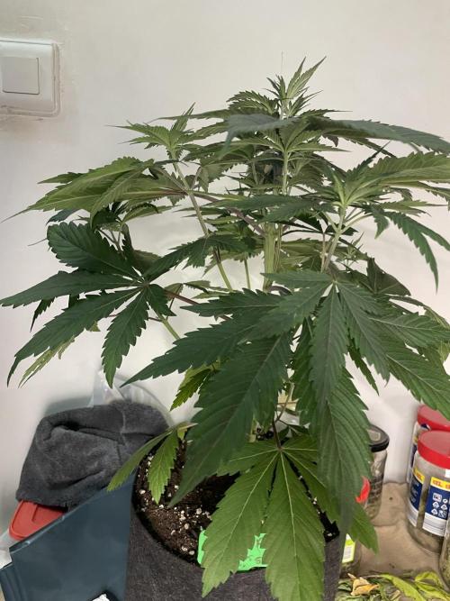 Golosa. Week 5