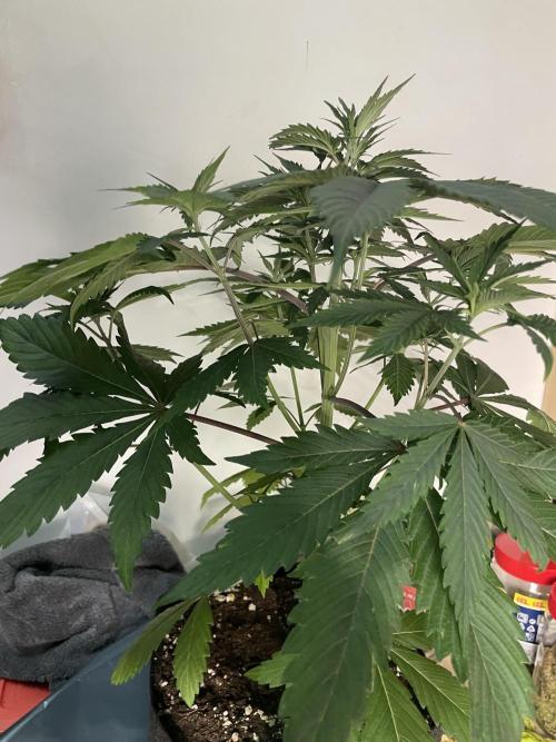 Golosa. Week 5