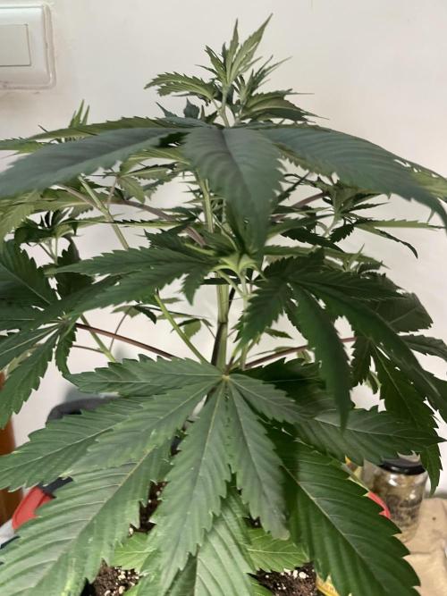 Golosa. Week 5