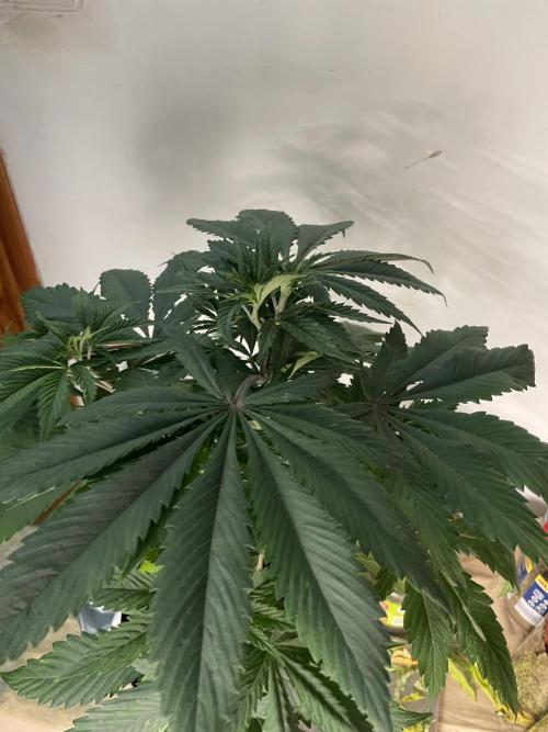 Golosa. Week 5