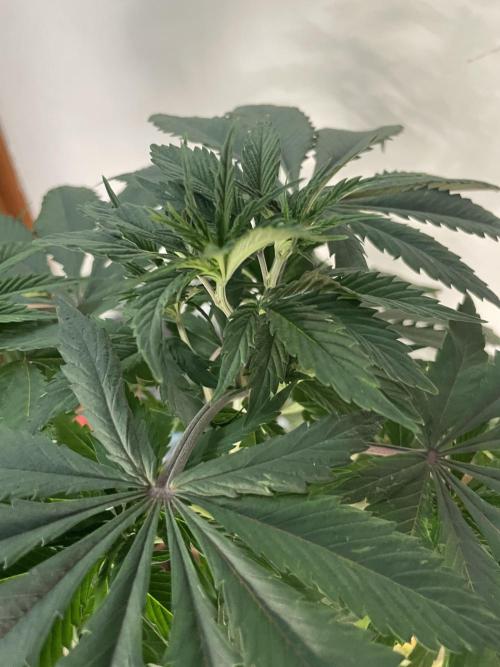 Golosa. Week 5