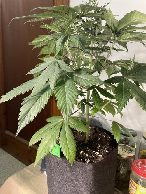 Golosa. Week 5