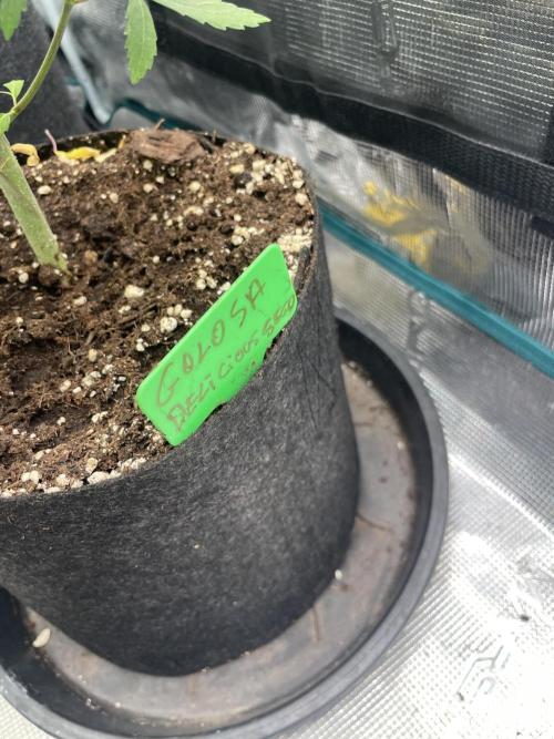 Golosa. Week 6