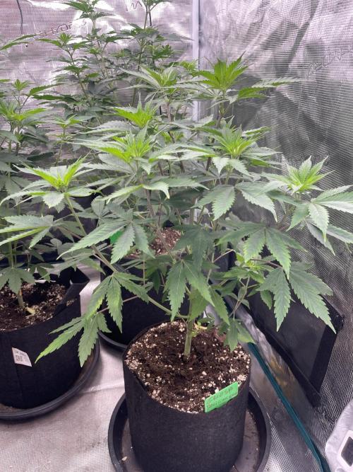 Golosa. Week 6