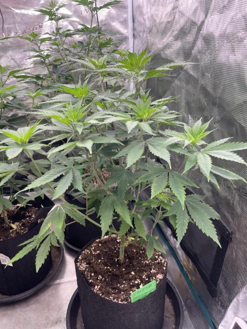 Golosa. Week 6
