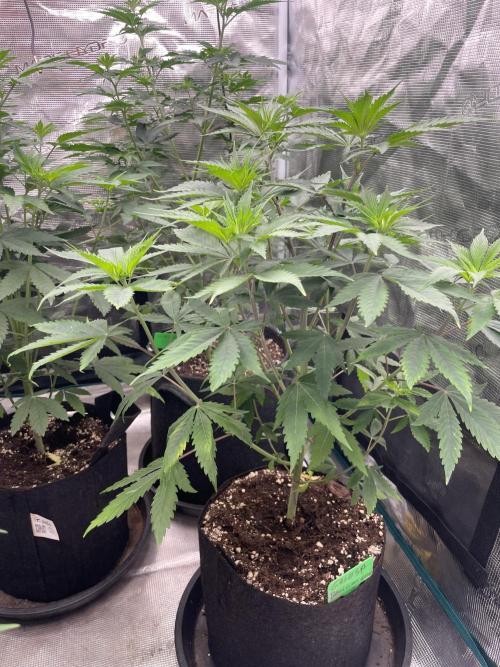 Golosa. Week 6