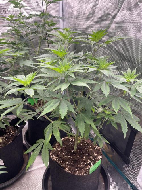 Golosa. Week 6