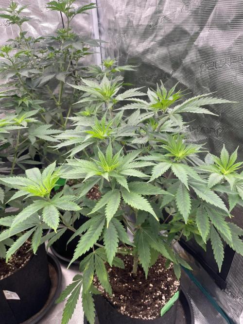 Golosa. Week 6