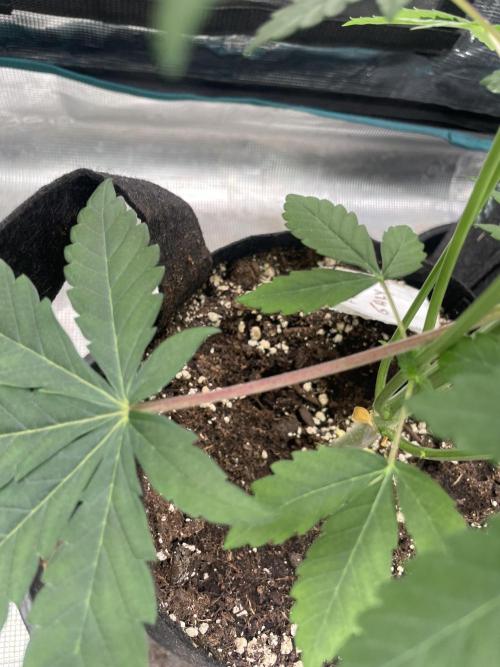 Gary Sherbet. Week 6