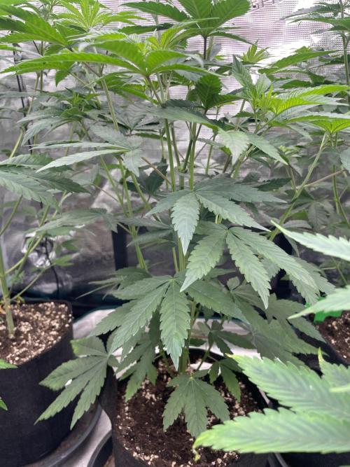 Gary Sherbet. Week 6