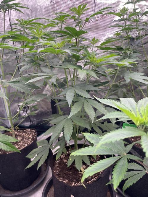 Gary Sherbet. Week 6