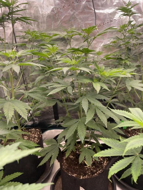 Gary Sherbet. Week 6