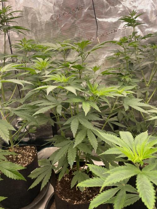 Gary Sherbet. Week 6
