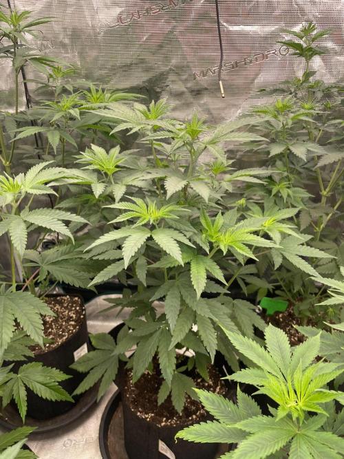 Gary Sherbet. Week 6