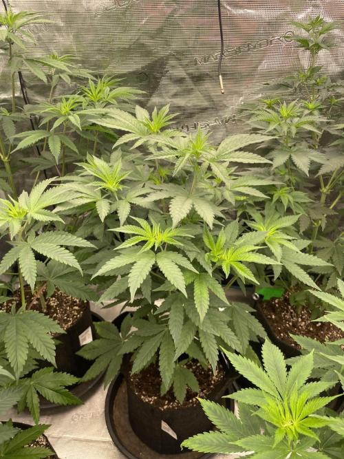 Gary Sherbet. Week 6