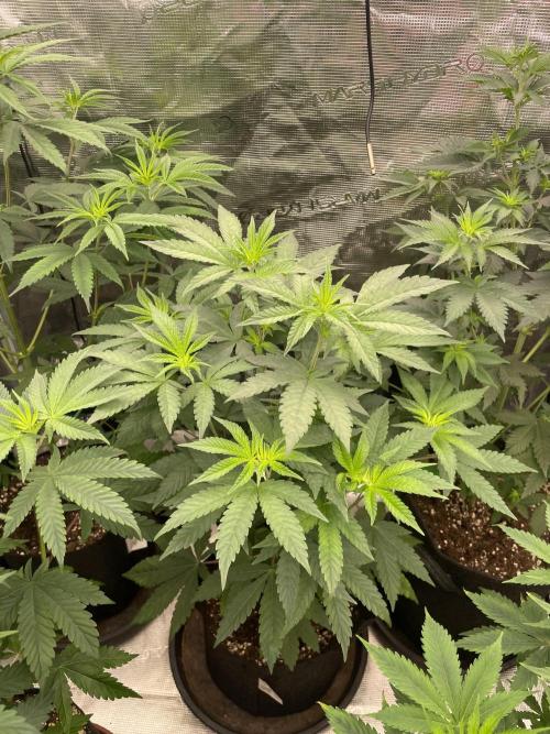Gary Sherbet. Week 6