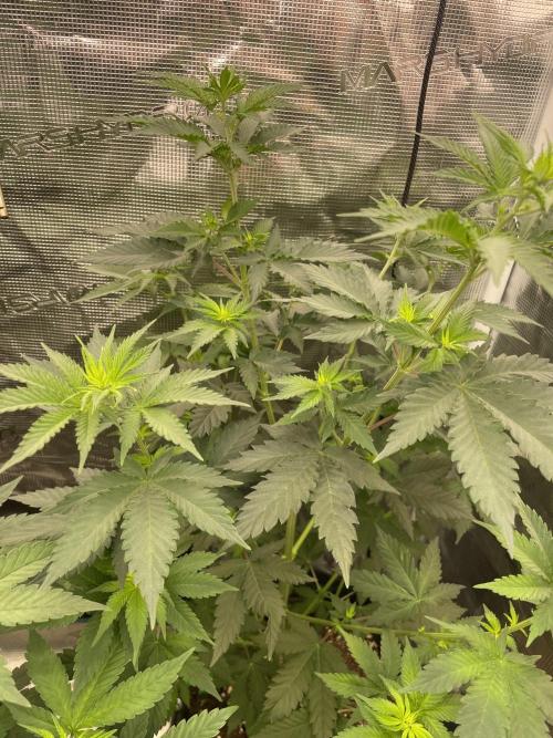 Mexican rush. Week 6