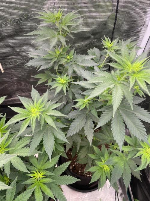 Mexican rush. Week 6