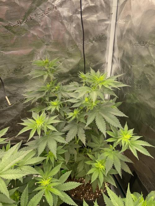 Mexican rush. Week 6