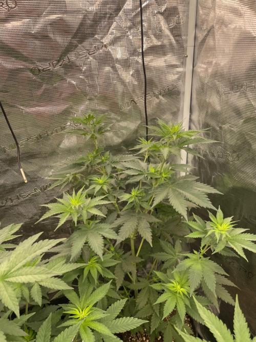 Mexican rush. Week 6