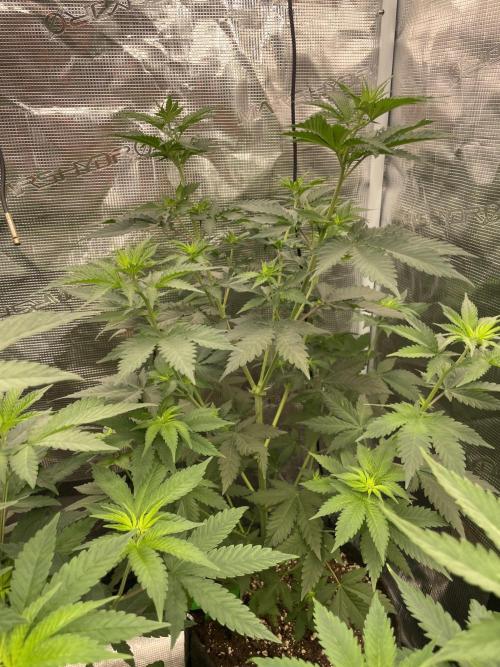Mexican rush. Week 6
