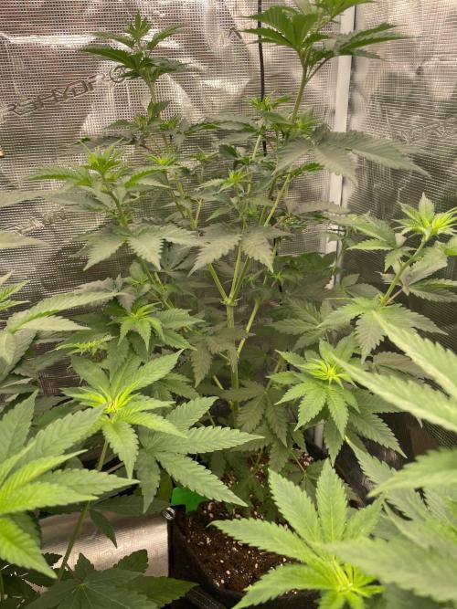 Mexican Rush. Week 6