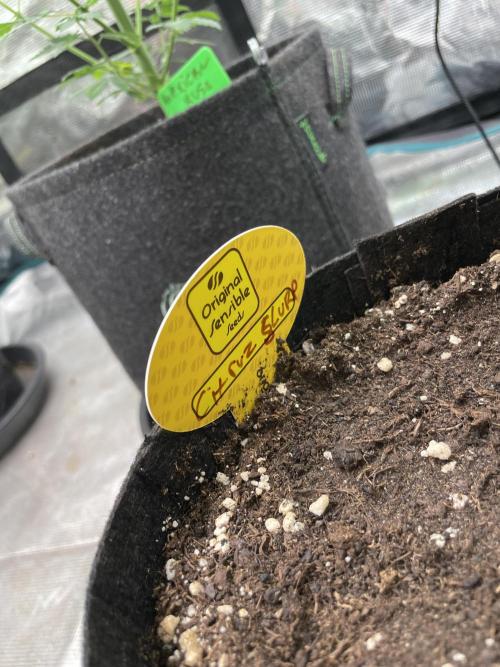 C.C.G / O.S.S Grow Event Citrus Slurp. Week 8