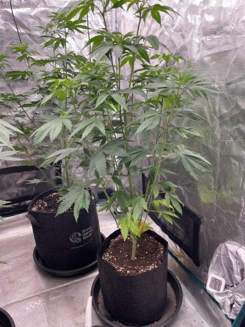 C.C.G / O.S.S Grow Event Citrus Slurp. Week 8