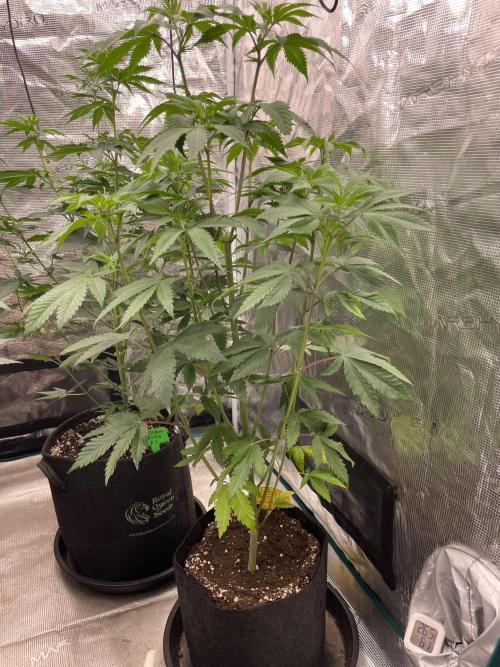 C.C.G / O.S.S Grow Event Citrus Slurp. Week 8