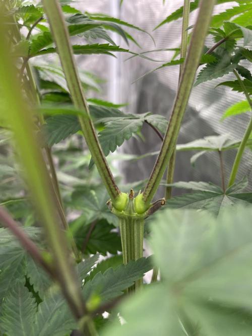 C.C.G / O.S.S Grow Event Citrus Slurp. Week 8