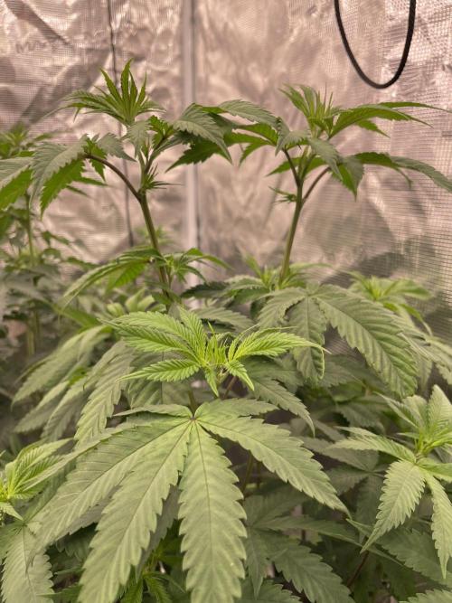 C.C.G / O.S.S Grow Event Citrus Slurp. Week 8