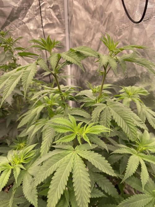 C.C.G / O.S.S Grow Event Citrus Slurp. Week 8