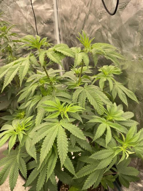 C.C.G / O.S.S Grow Event Citrus Slurp. Week 8
