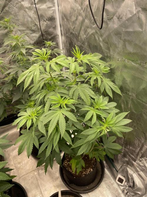 C.C.G / O.S.S Grow Event Citrus Slurp. Week 8