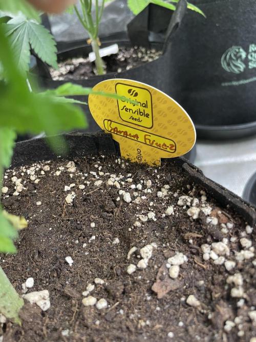 C.C.G / O.S.S Grow Event Banana Fumes. Week 8