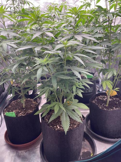 C.C.G / O.S.S Grow Event Banana Fumes. Week 8