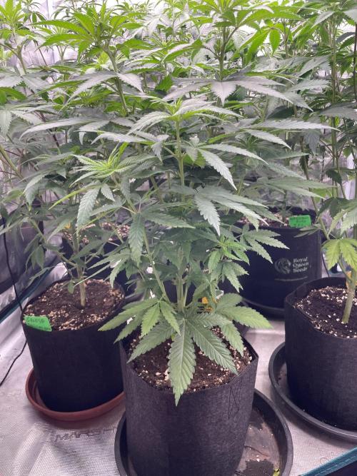 C.C.G / O.S.S Grow Event Banana Fumes. Week 8
