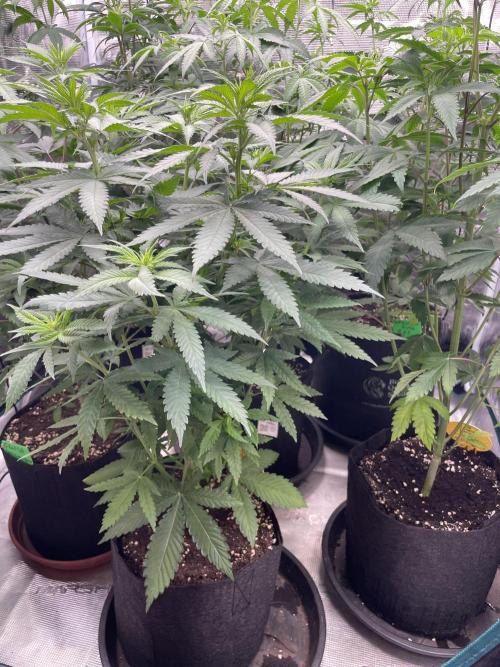 C.C.G / O.S.S Grow Event Banana Fumes. Week 8