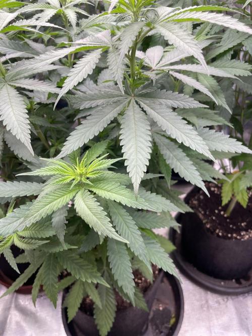 C.C.G / O.S.S Grow Event Banana Fumes. Week 8