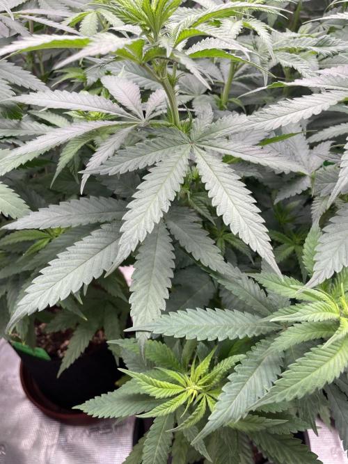 C.C.G / O.S.S Grow Event Banana Fumes. Week 8