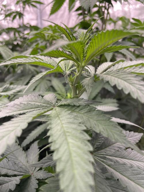 C.C.G / O.S.S Grow Event Banana Fumes. Week 8