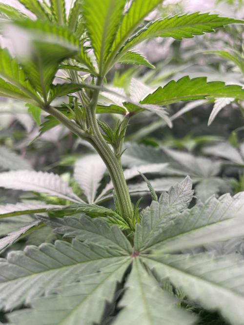 C.C.G / O.S.S Grow Event Banana Fumes. Week 8
