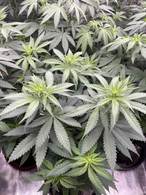 C.C.G / O.S.S Grow Event Banana Fumes. Week 8