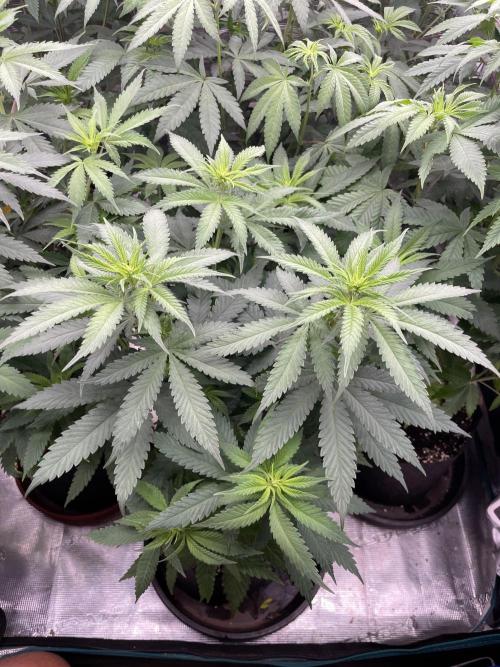 C.C.G / O.S.S Grow Event Banana Fumes. Week 8