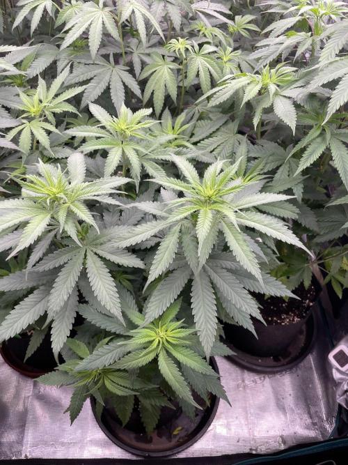 C.C.G / O.S.S Grow Event Banana Fumes. Week 8