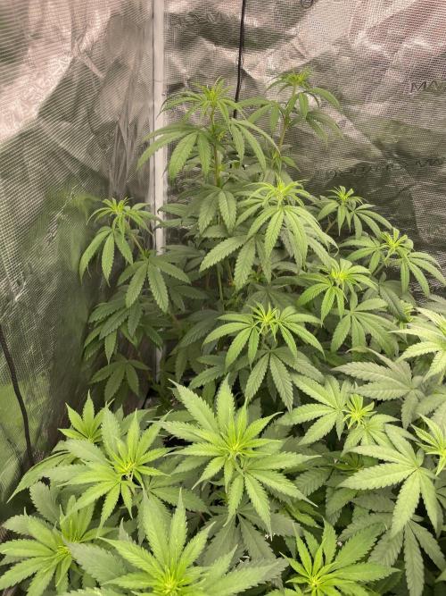 C.C.G / O.S.S Grow Event Poison cookies. Week 8